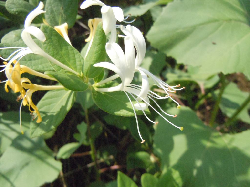 Lonicera japonica